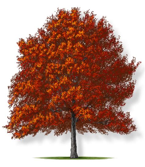 Southern Red Oak Tree Leaves