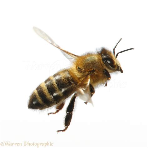 Honey Bee in flight photo WP41476