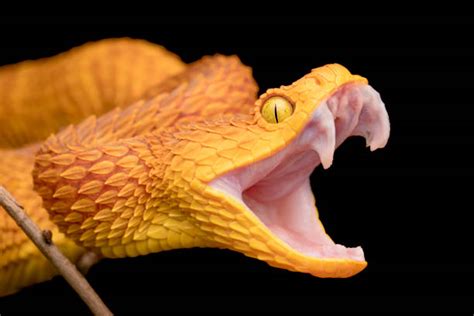 520+ Snake Mouth Open Stock Photos, Pictures & Royalty-Free Images - iStock