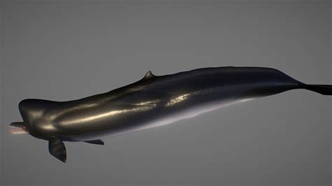 Killer Sperm Whale (Zygophyseter Varolai) - 3D model by Hamza Fouatih ...