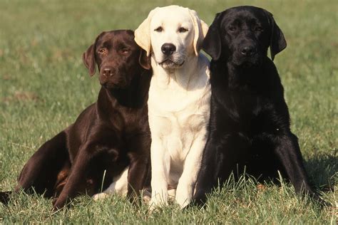 Labrador Retriever | Alle Infos im Rasseporträt