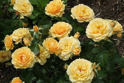 Yellow rose bush Photograph by Rob Luzier - Pixels