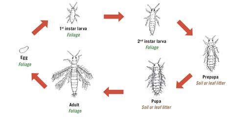 onion thrips life cycle - Noe Huntington