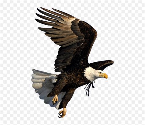 Bald Eagle Flying Png - Bald Eagle Transparent Background, Png Download - vhv