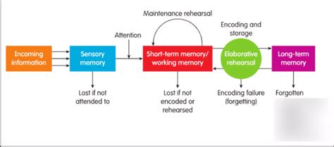 Sensory Memory Diagram