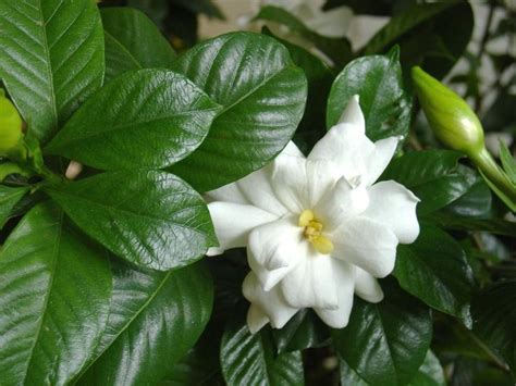 How to Grow and Care for Gardenia Plants | Gardenia plant, Growing gardenias, Planting flowers