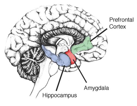 Hippocampus; Ammon Horn; Cornu Ammonis; Hippocampal Formation; Subiculum