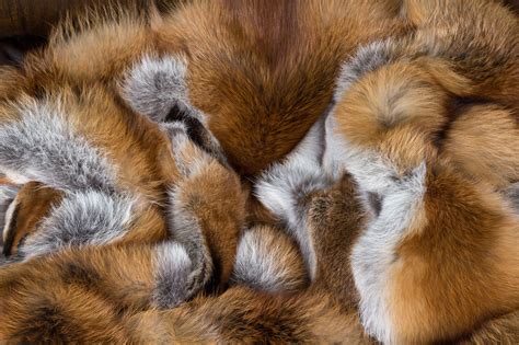 European Red Fox Fur Blanket basic style | Paustian Furs