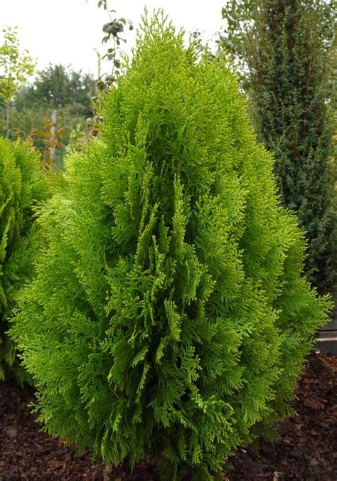 Thuja orientalis - Oriental Arborvitae - Zone 5 | Blue point juniper, Thuja orientalis, Juniper ...