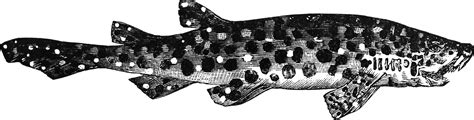 Large Spotted Dogfish | ClipArt ETC