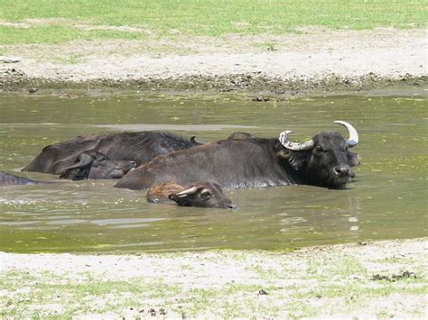 The Online Zoo - Water Buffalo