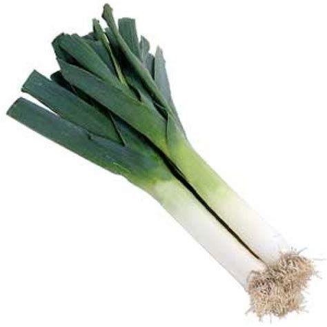 Leek - Alchetron, The Free Social Encyclopedia