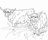Scottish Highland Cattle coloring page  ColouringPages sketch template