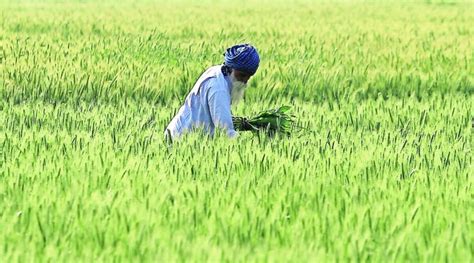 Boost for Punjab agriculture as Centre agrees to the early release of funds