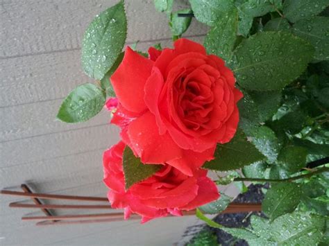 ROSES GROWING BEAUTIFUL WITH COFFEE GROUNDS | Hometalk