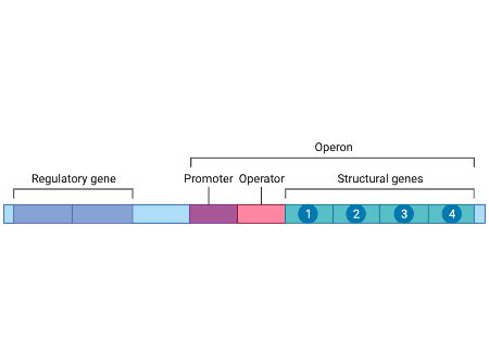 Justifying the Need for the Regulation of Gene Expression Practice ...