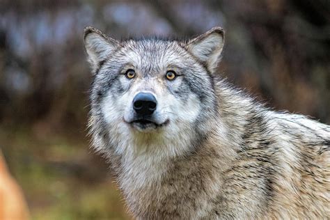 Timber wolf with yellow eyes Photograph by Dan Friend - Fine Art America