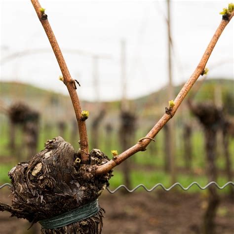 The Importance of Pruning Your Home Vineyard - Musto Wine Grape Company, LLC. - BlogMusto Wine ...