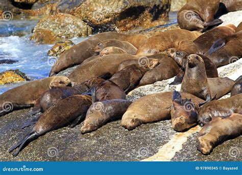 Brown fur seal stock image. Image of wildlife, seals - 97890345