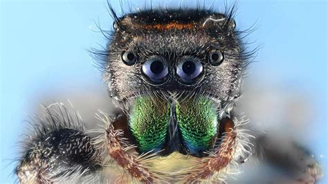 Nature up close: Spiders! - CBS News