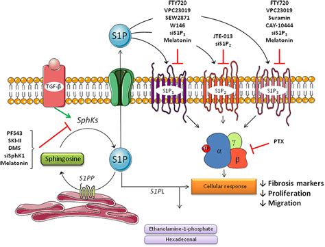 Frontiers | Sphingosine 1-Phosphate Signaling as a Target in Hepatic ...