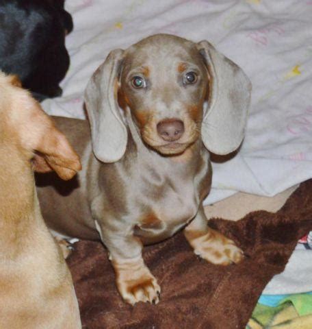 Beautiful Isabella & Tan Smooth Male Dachshund Pup, 5 months old for Sale in Youngstown, Ohio ...