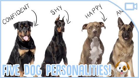 Which Dogs Have The Best Personality