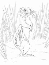 Plains Pocket Gopher coloring Page sketch template
