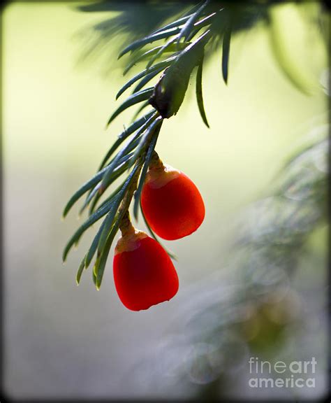 Glowing Berries. Photograph by Clare Bambers - Fine Art America