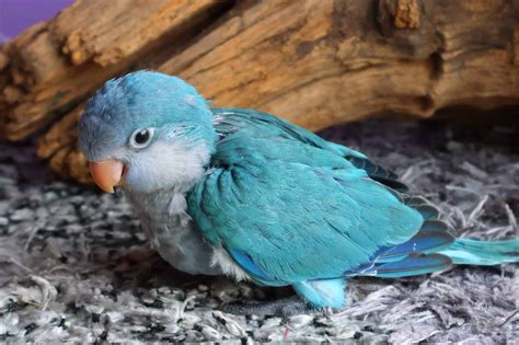 Blue Quaker Parrot: Information, Behavior, Care & Pictures