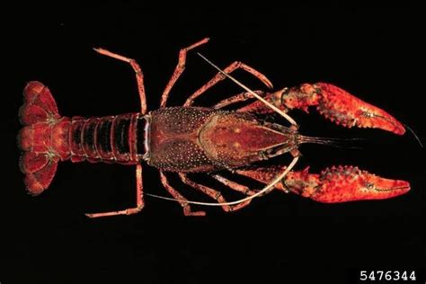 Red swamp crayfish - Invasive Species Council of British Columbia