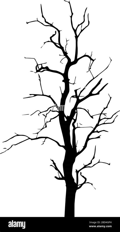 Old leafless tree silhouette vector illustration Stock Vector Image & Art - Alamy