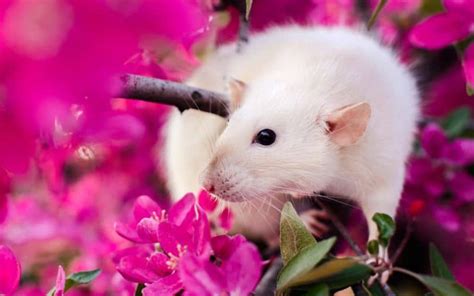 Pet Rat Care For Beginners - Includes Bedding, Cage, Toys & Much More