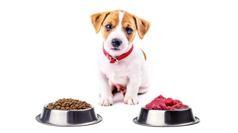 Best dog food for puppies to flourish and thrive as they grow