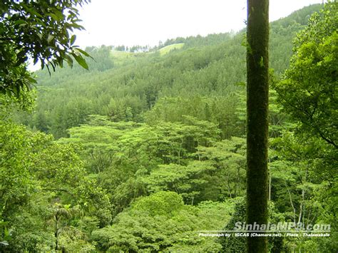 Teak Plantation: History of Teak Plantation in Sri Lanka