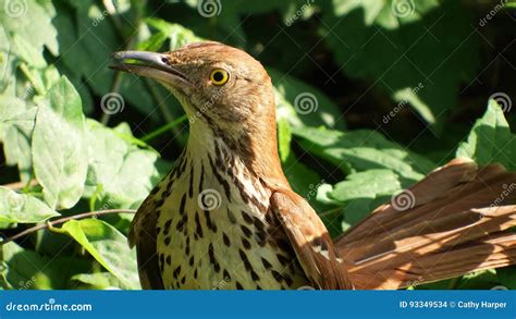 Brown thrasher on nest stock photo. Image of avian, protecting - 93349534