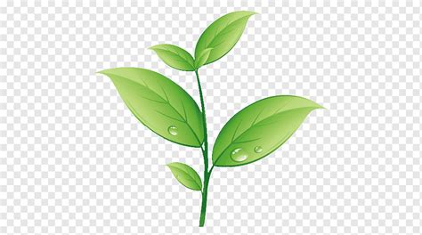 Plant Leaf, Cartoon, Plants, Text, Plant Stem, Cartoon, Plants, Leaf png | PNGWing