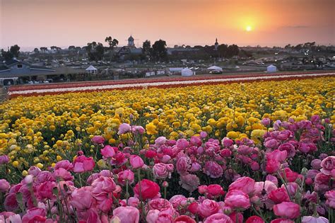 Carlsbad Flower Fields, Mendocino festivals on tap