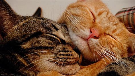 Adorable Cats Sleeping #26 - YouTube