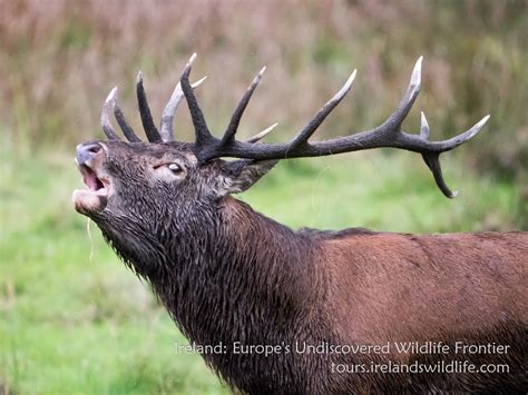 Ireland: Europe’s undiscovered wildlife frontier | Ireland's Wildlife