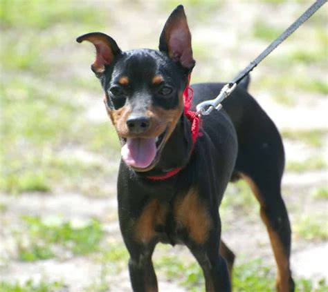 pinscher | Miniature pinscher dog, Miniature pinscher, Dog breeds