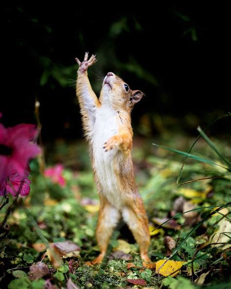 Photos Capture Finland’s Fairytale Forest Animals in the Wild