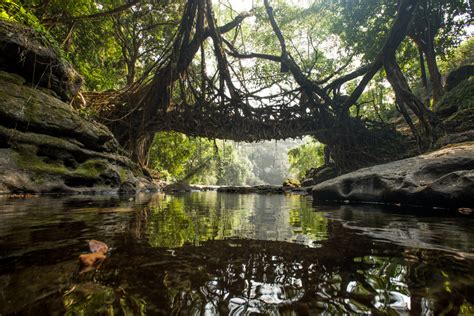 Living Root Bridges — mike marlowe | photographer