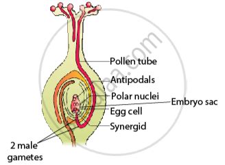 Answer the Following Question. Draw the Diagram of a Pistil Where ...