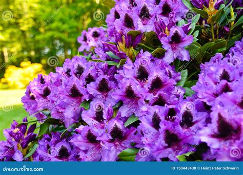 Rhododendron in Different Colors and Different Varieties Stock Photo ...