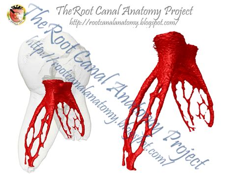 The Root Canal Anatomy Project: Primary Mandibular First Molar