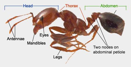 Ant Anatomy For Kids