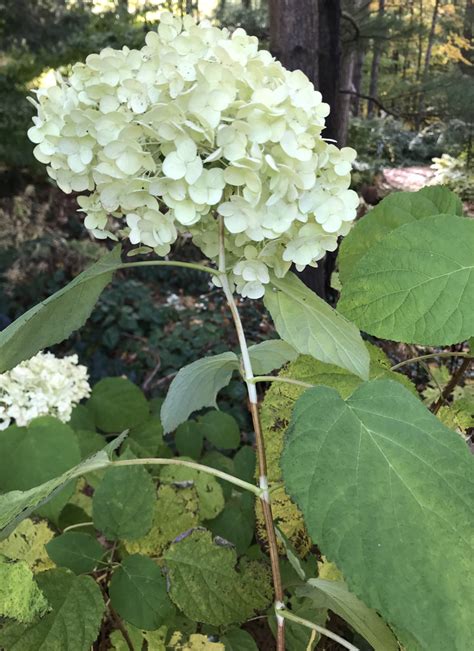 When & How to Prune Hydrangeas - 3-Step Guide | Proven Winners