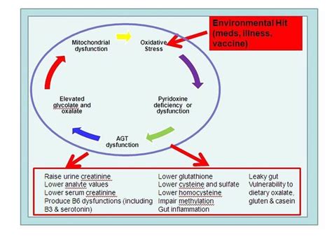 Methylation Cycle | Detox Pathways | Pinterest | Pictures