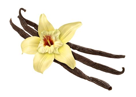 Vanilla Slang Meaning – Telegraph